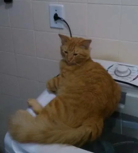 Gato raça SRD idade 1 ano nome Gael GRATIFICA