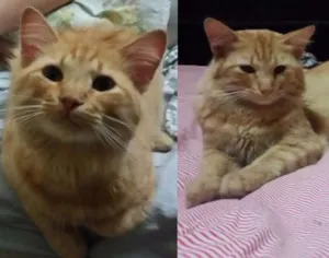 Gato raça SRD idade 1 ano nome Gael GRATIFICA