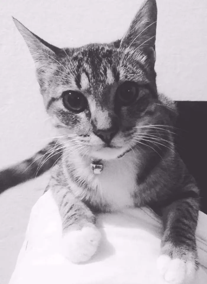Gato ra a SRD idade 7 a 11 meses nome Penny Layne