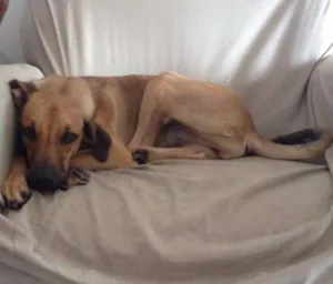 Cachorro raça SRD idade 7 a 11 meses nome Kuan Yin