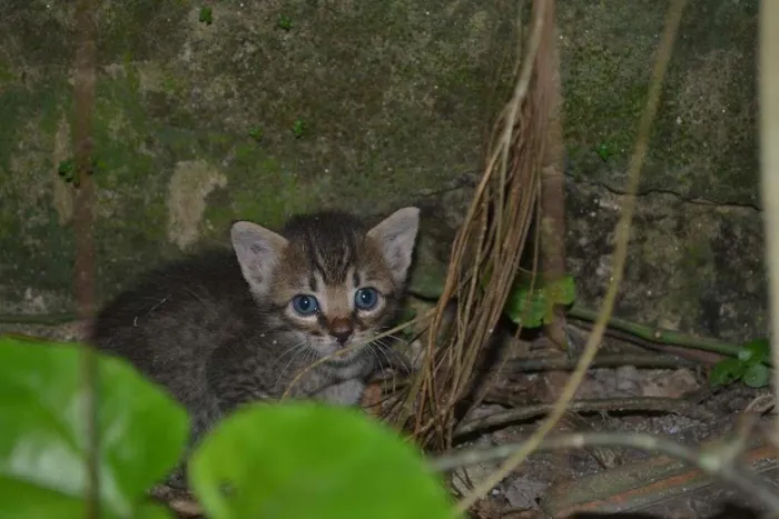 Gato ra a srd idade Abaixo de 2 meses nome Doçura