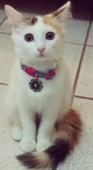 Gato raça Srd idade 1 ano nome Valentina