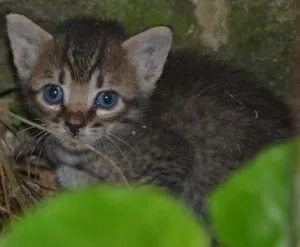 Gato raça srd idade Abaixo de 2 meses nome Doçura