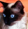 Isabella