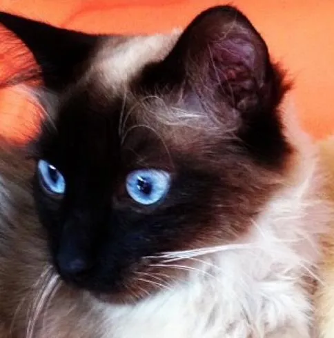 Gato ra a SRD idade 2 a 6 meses nome Isabella