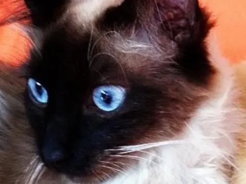 Gato ra a SRD idade 2 a 6 meses nome Isabella