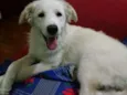 Tina