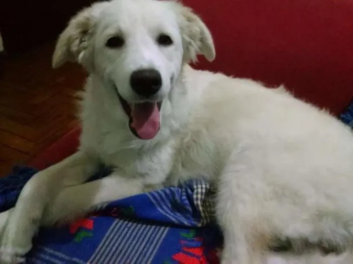 Cachorro raça SRD idade 7 a 11 meses nome Tina