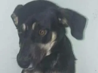 Cachorro ra a SRD idade 2 a 6 meses nome Duda