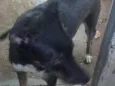 preto