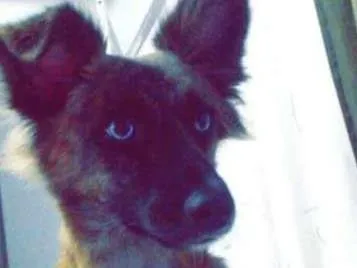 Cachorro ra a Vira lata idade 7 a 11 meses nome Mel