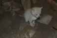 Peludinho