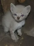 Peludinho