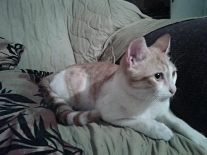 Gato ra a SRD idade 2 a 6 meses nome Nininho