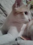 Nininho