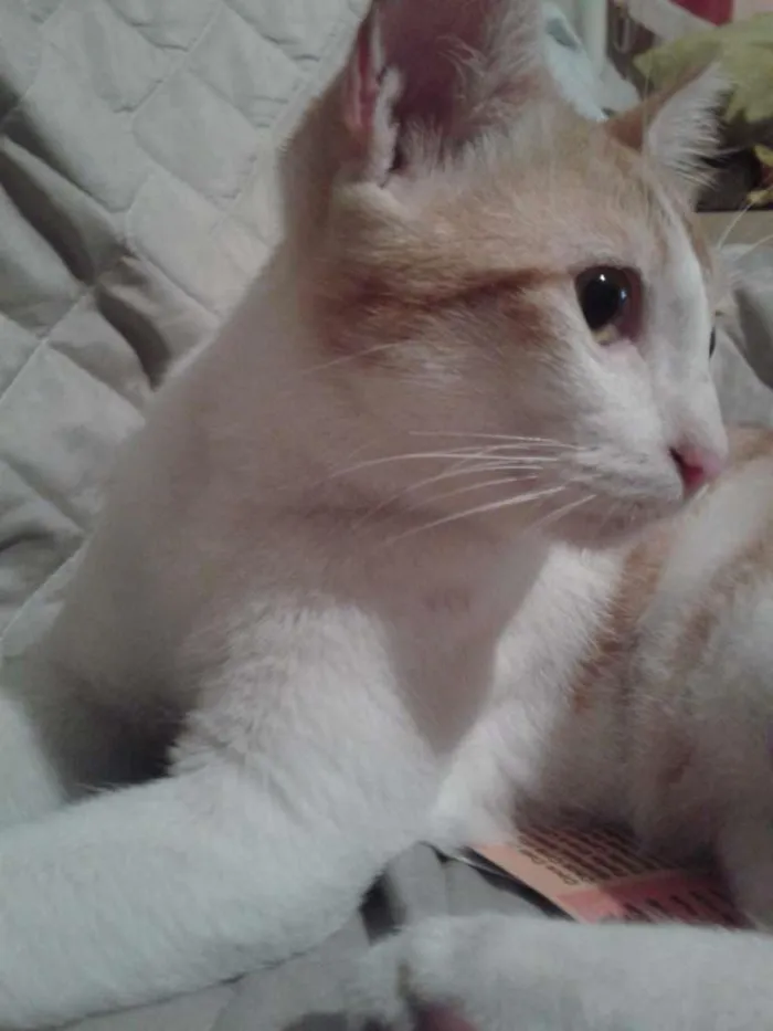 Gato ra a SRD idade 2 a 6 meses nome Nininho