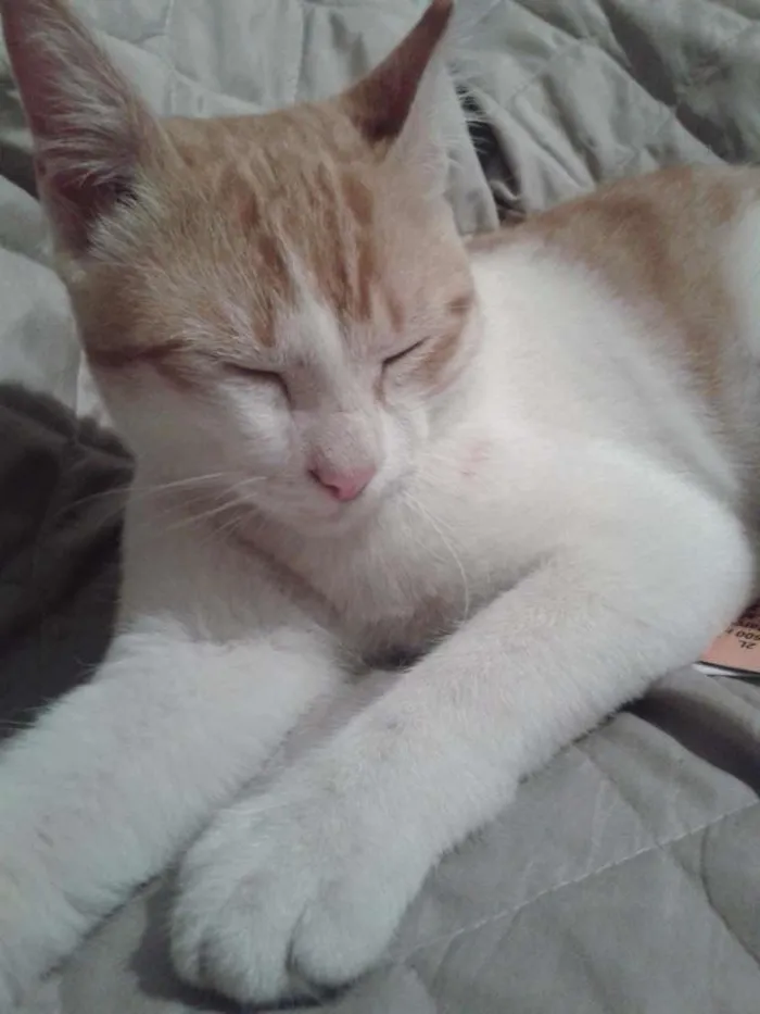 Gato ra a SRD idade 2 a 6 meses nome Nininho