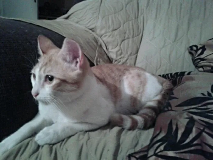 Gato ra a SRD idade 2 a 6 meses nome Nininho