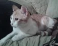 Nininho