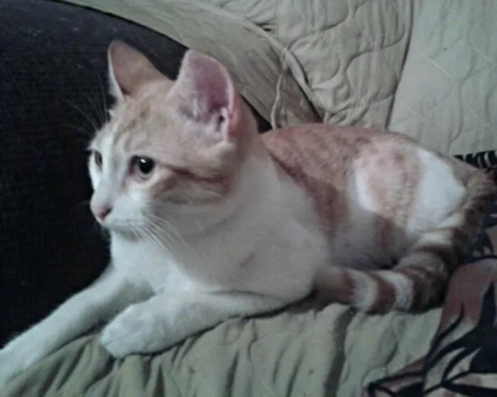 Gato ra a SRD idade 2 a 6 meses nome Nininho