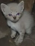 Peludinho