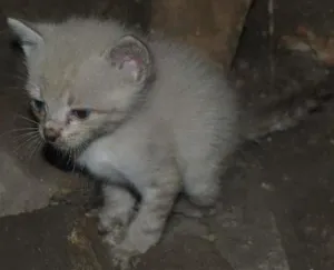 Gato raça sialata idade Abaixo de 2 meses nome Peludinho