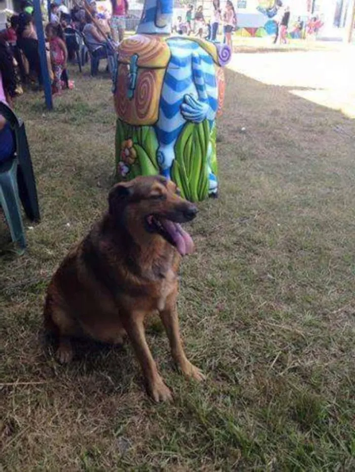 Cachorro ra a SRD idade 5 anos nome Fuço