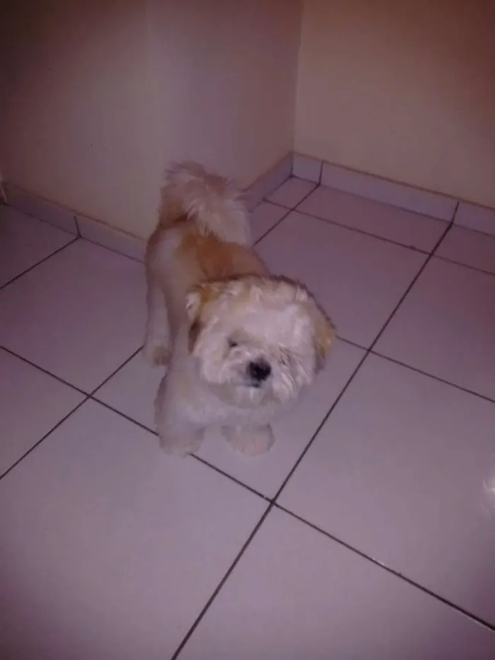 Cachorro raça Shit sul idade 1 ano nome Athos