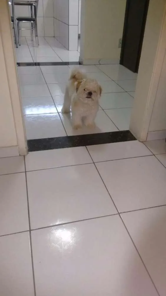 Cachorro raça Shit zul idade 1 ano nome Athos