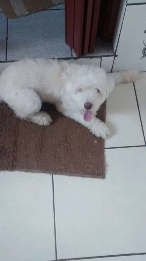 Cachorro ra a srd idade 1 ano nome Luna