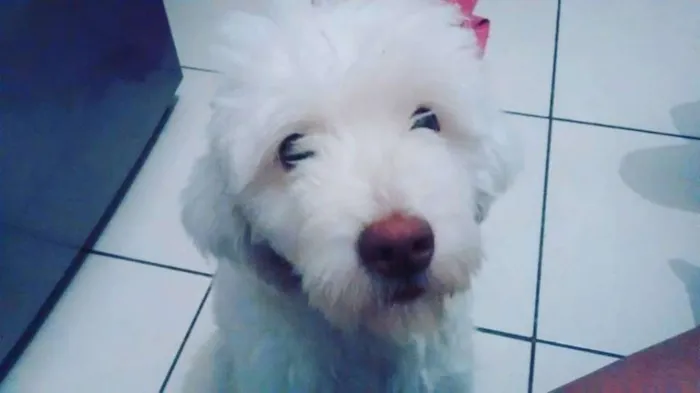 Cachorro ra a srd idade 1 ano nome Luna