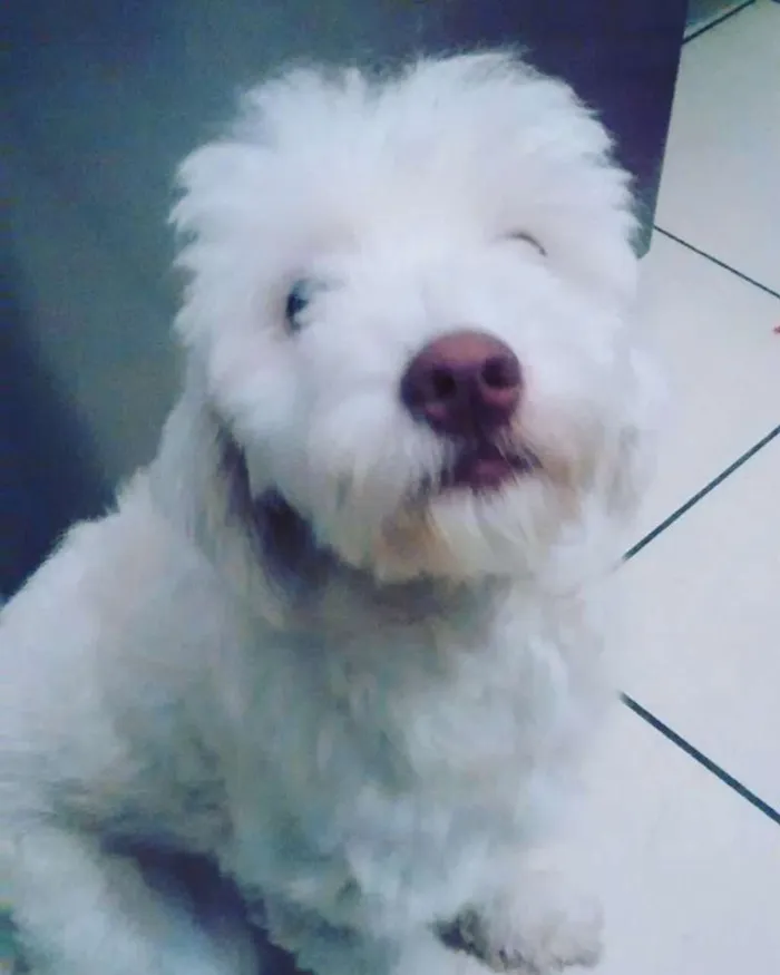 Cachorro ra a srd idade 1 ano nome Luna