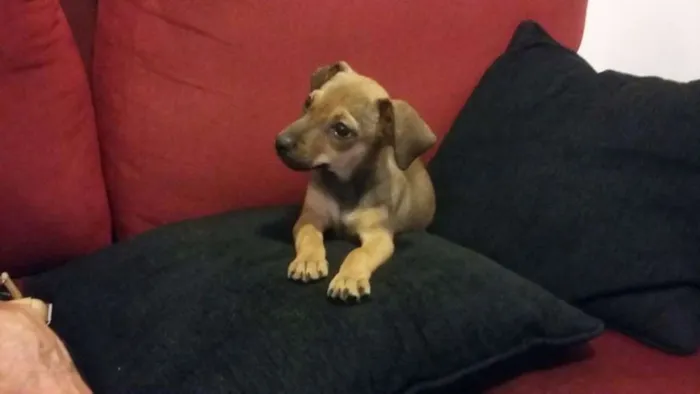 Cachorro ra a SRD idade 2 a 6 meses nome LUKA 