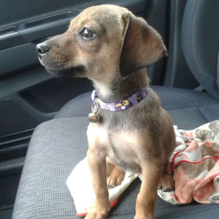 Cachorro ra a SRD idade 2 a 6 meses nome LUKA 