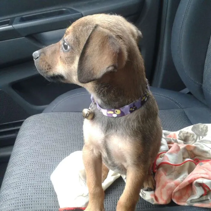 Cachorro ra a SRD idade 2 a 6 meses nome LUKA 