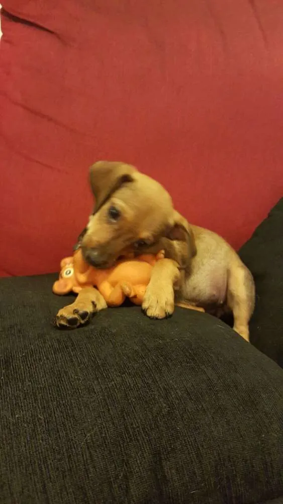 Cachorro ra a SRD idade 2 a 6 meses nome LUKA 