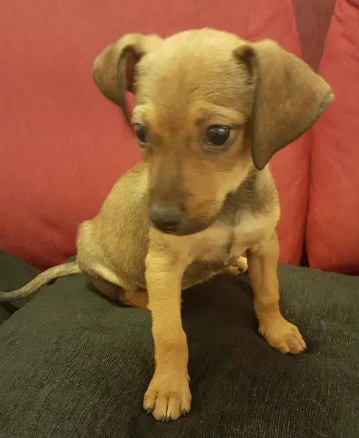 Cachorro ra a SRD idade 2 a 6 meses nome LUKA 