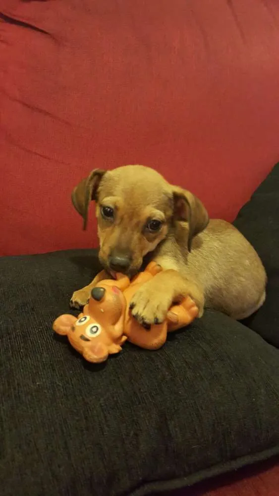 Cachorro ra a SRD idade 2 a 6 meses nome LUKA 