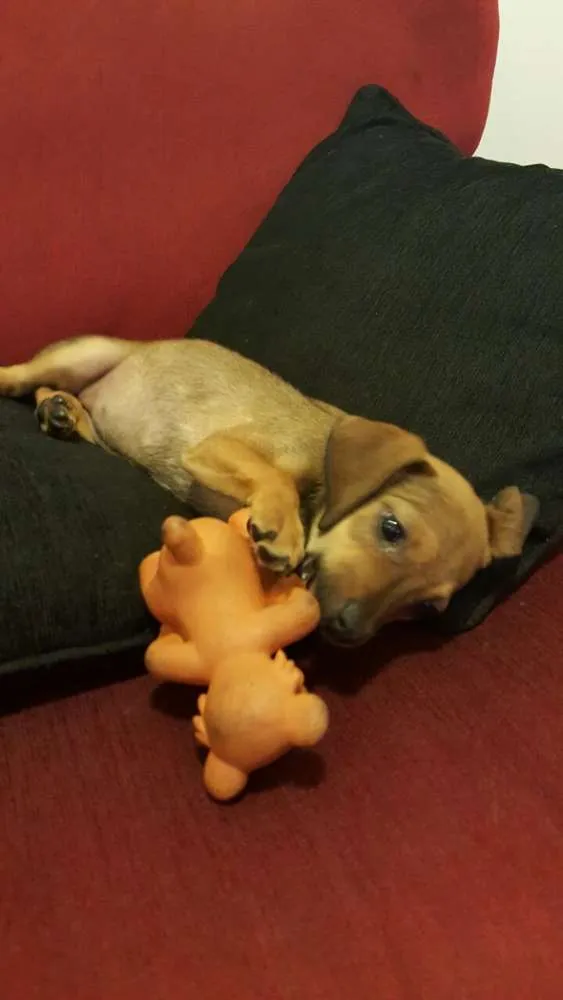 Cachorro ra a SRD idade 2 a 6 meses nome LUKA 