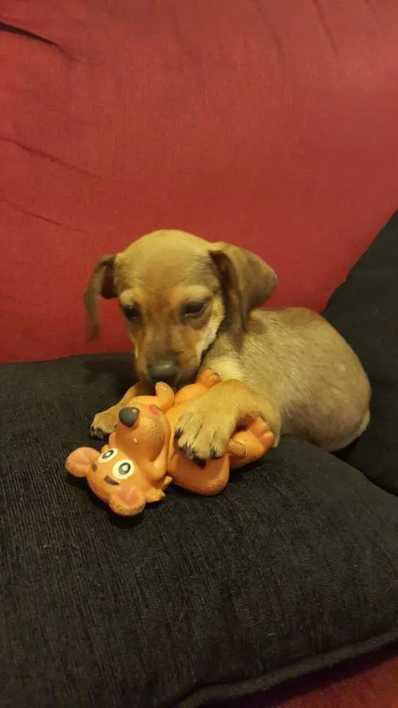 Cachorro ra a SRD idade 2 a 6 meses nome LUKA 