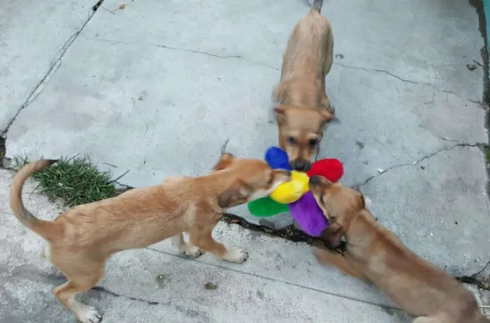 Cachorro ra a SRD idade 2 a 6 meses nome JOÃO 