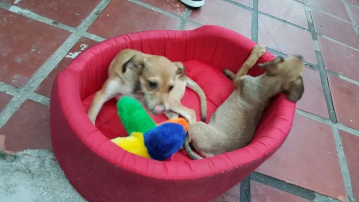 Cachorro ra a SRD idade 2 a 6 meses nome JOÃO 