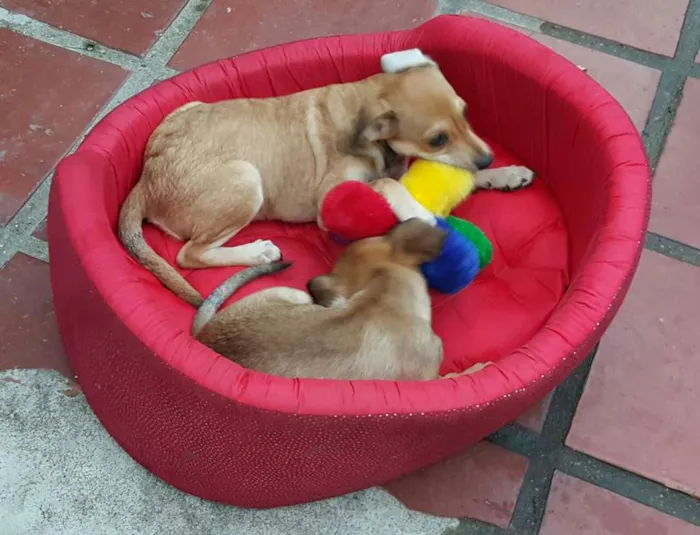 Cachorro ra a SRD idade 2 a 6 meses nome JOÃO 