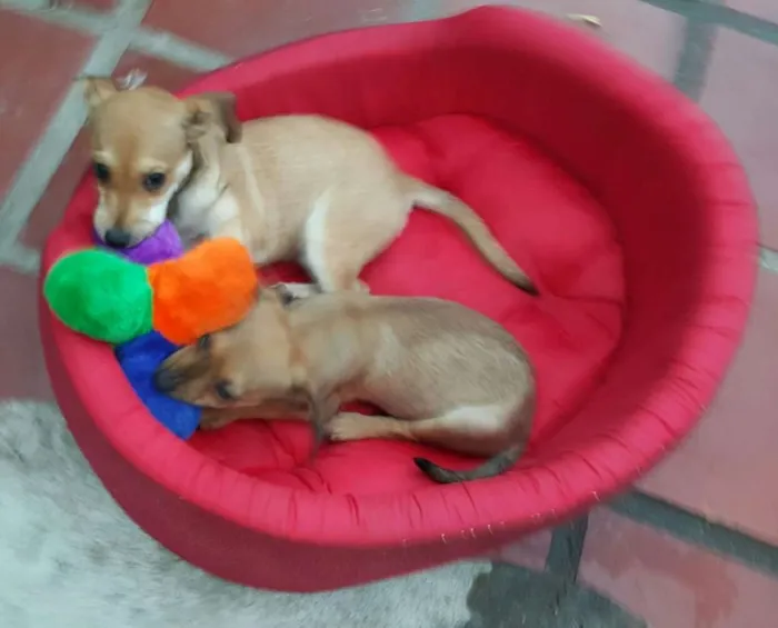 Cachorro ra a SRD idade 2 a 6 meses nome JOÃO 
