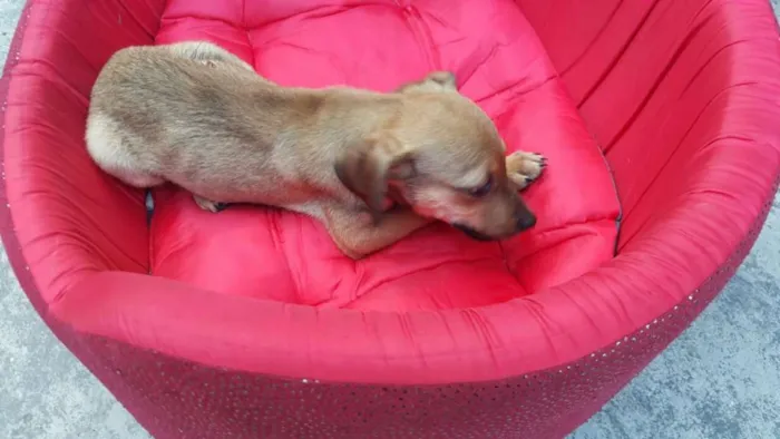 Cachorro ra a SRD idade 2 a 6 meses nome JOÃO 