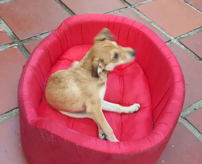 Cachorro ra a SRD idade 2 a 6 meses nome JOÃO 