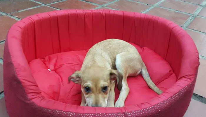 Cachorro ra a SRD idade 2 a 6 meses nome JOÃO 