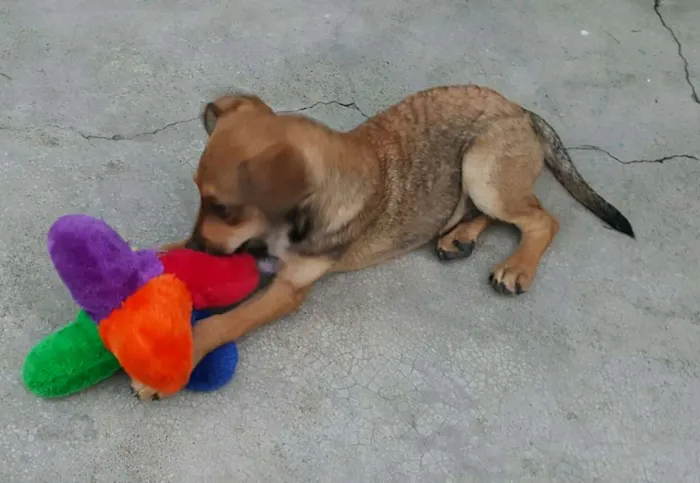 Cachorro ra a SRD idade 2 a 6 meses nome JOÃO 