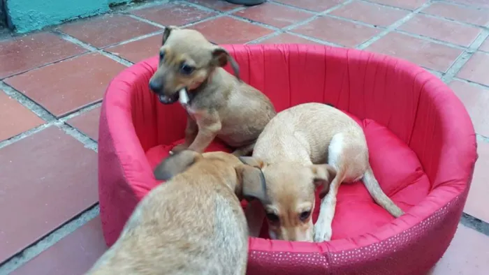 Cachorro ra a SRD idade 2 a 6 meses nome JOÃO 