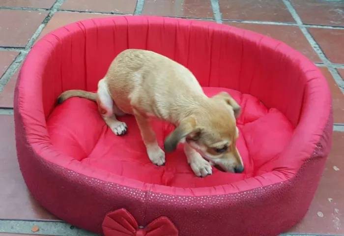 Cachorro ra a SRD idade 2 a 6 meses nome JOÃO 